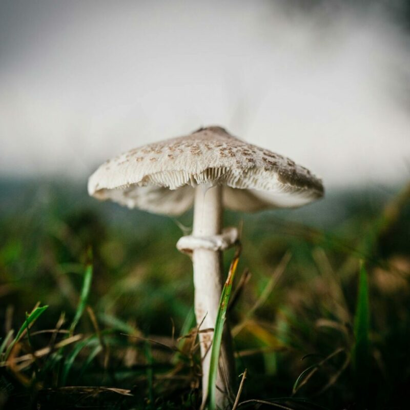 White Monster | Magic Mushrooms Kitchener-Waterloo Canada