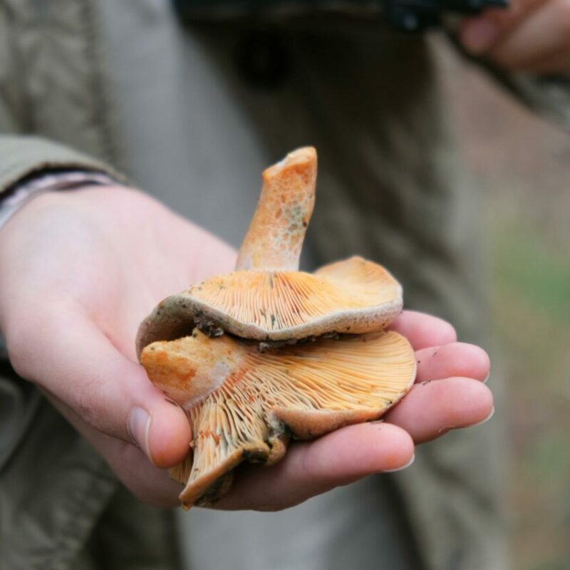 Apex Strain | Magic Mushrooms Kitchener-Waterloo Canada
