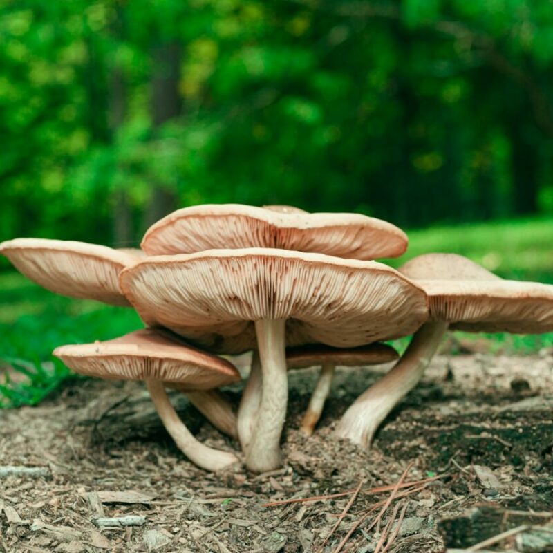 Big Daddy Mushroom | Magic Mushrooms Kitchener-Waterloo Canada