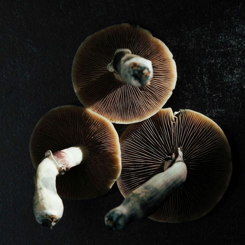 Magic Mushroom Canada | Magic Mushrooms Kitchener-Waterloo Canada