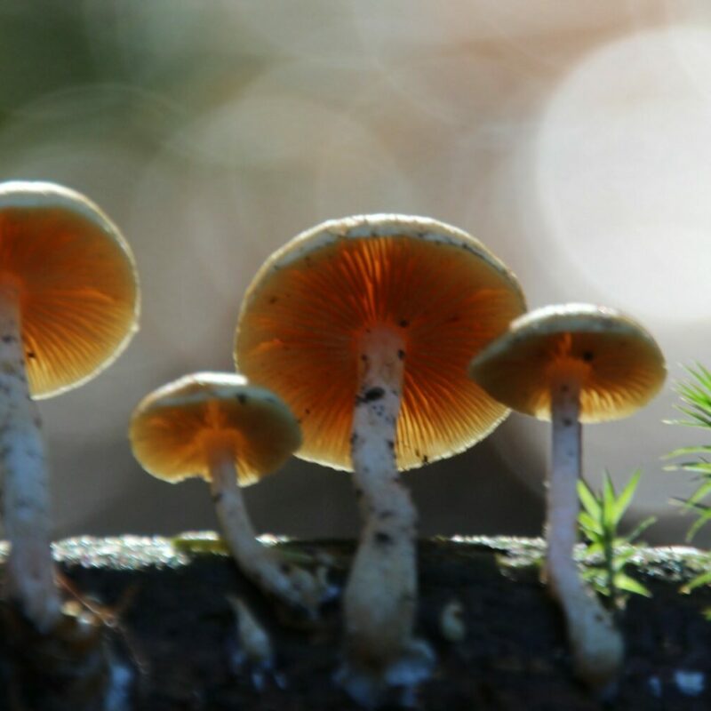 Magic Mushroom Delivery | Magic Mushrooms Kitchener-Waterloo Canada