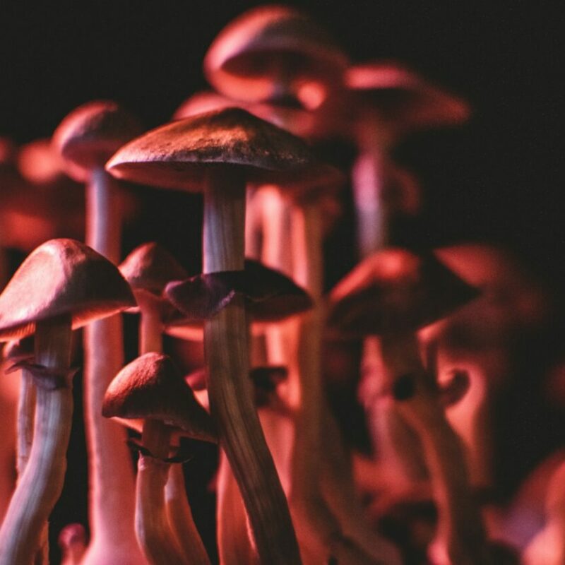 Shrooms Canada | Magic Mushrooms Kitchener-Waterloo Canada